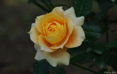 秋薔薇
