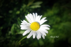 5月に咲く白い花