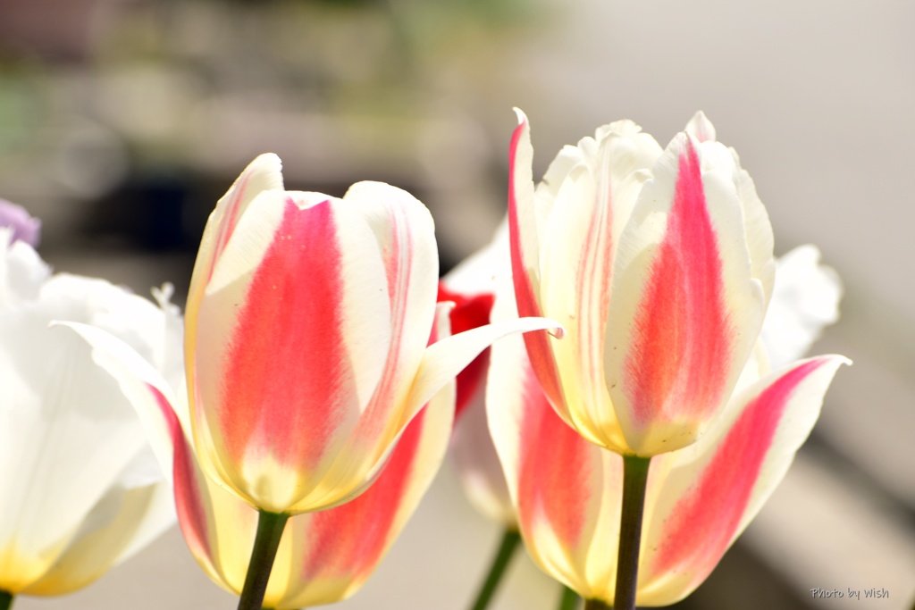 春色の花
