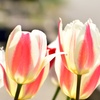 春色の花