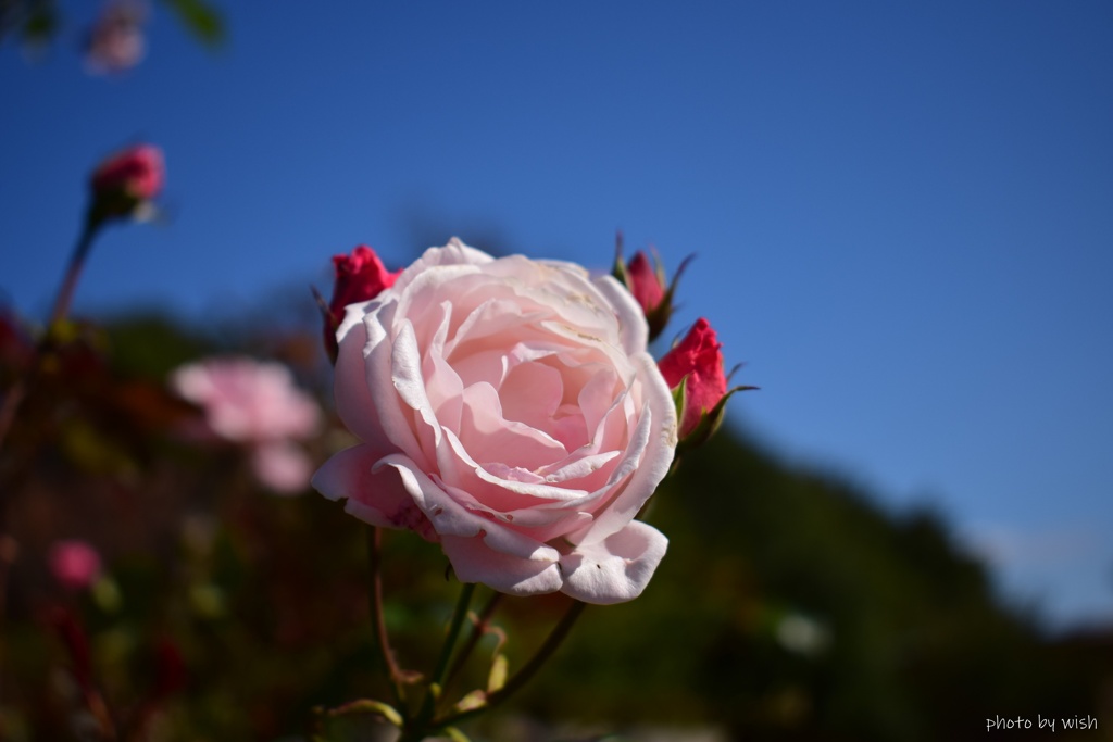 １１月の秋晴れに映える薔薇