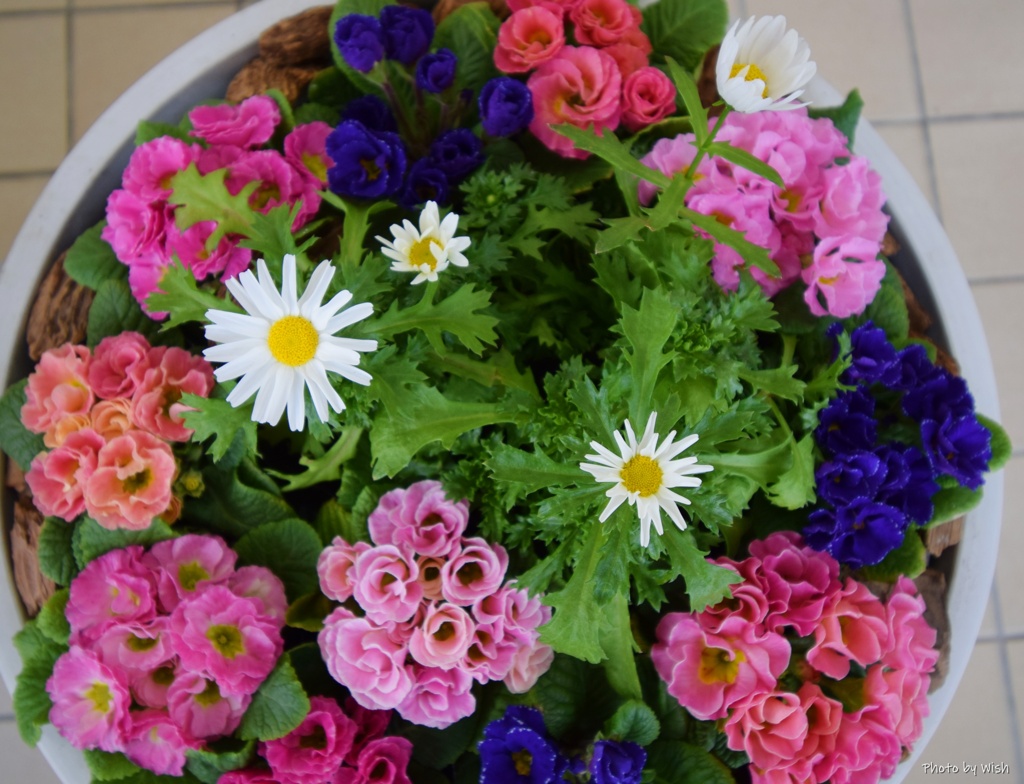 寄せ植え花壇