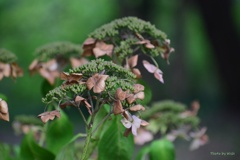 9月の紫陽花