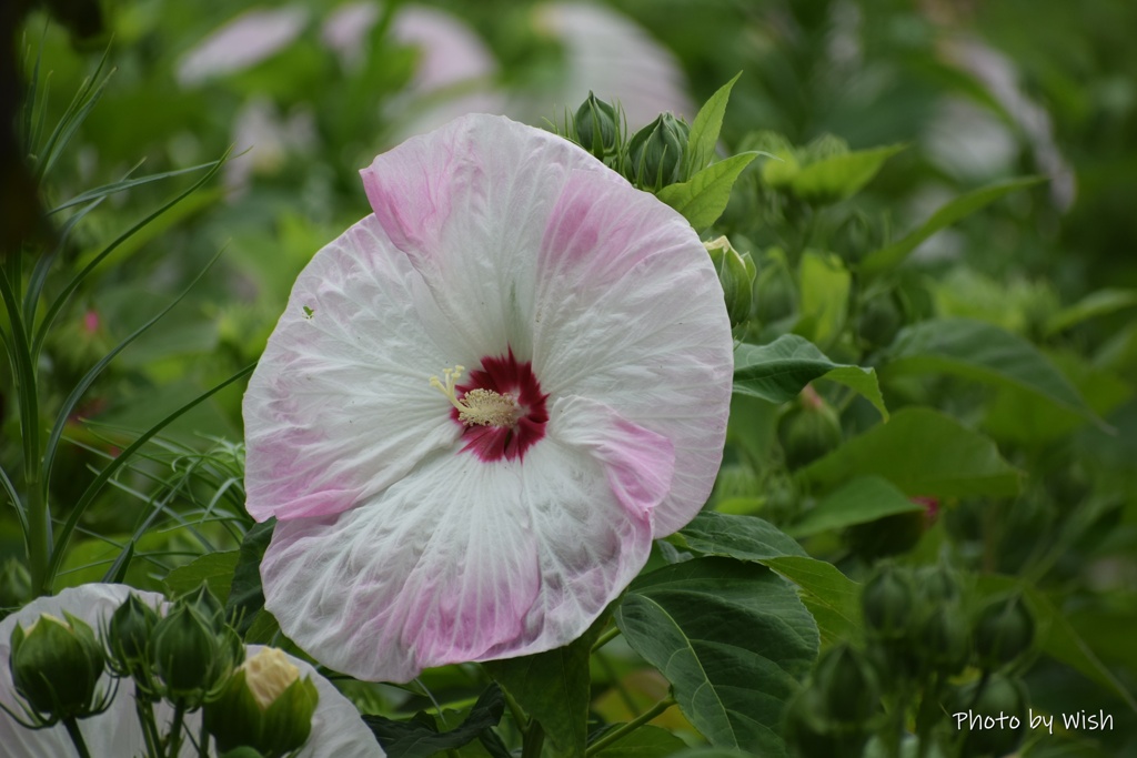 大輪の夏花