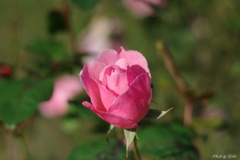 １１月の薔薇