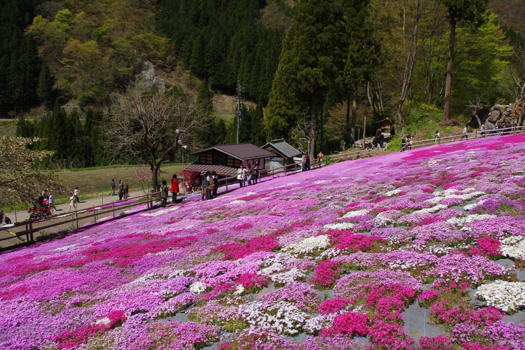 國田家の芝桜：２０１３年５月撮影③