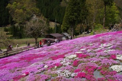 國田家の芝桜：２０１３年５月撮影③