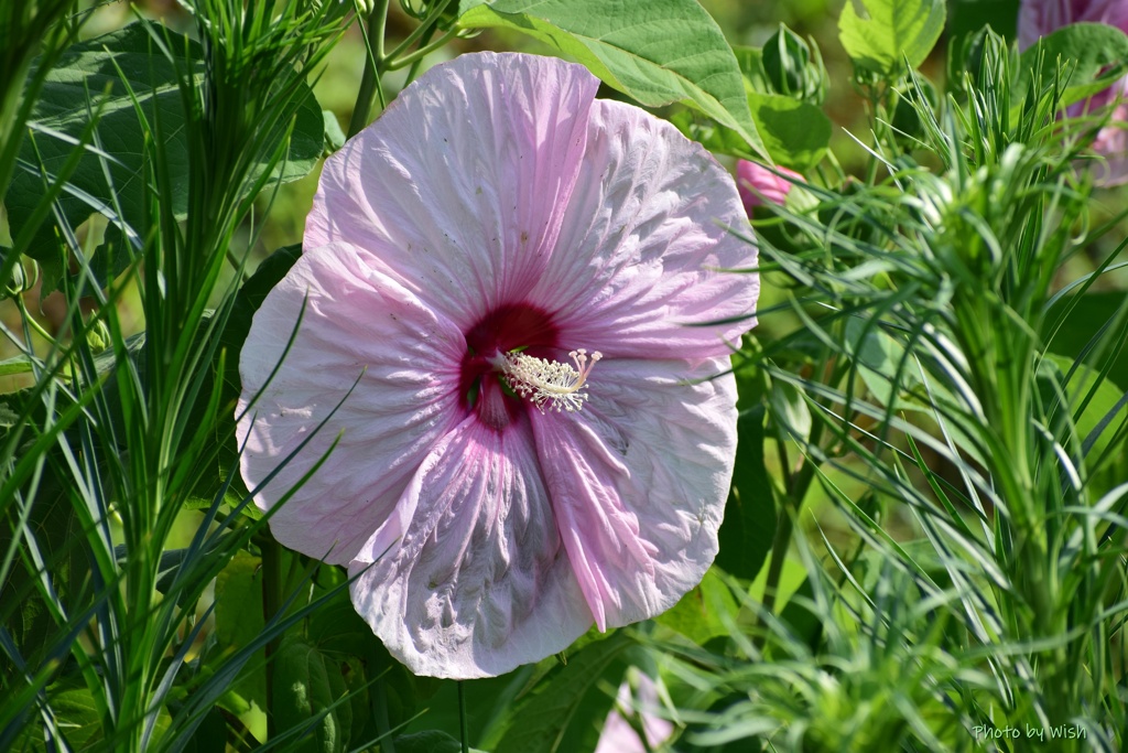 大輪の花