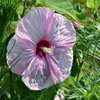 大輪の花