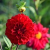 dahlia