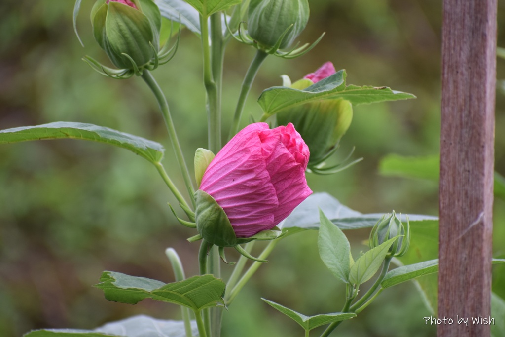 芙蓉の蕾