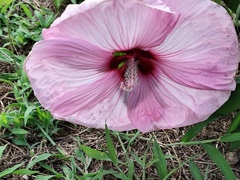 大輪の花
