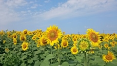 夏空の下で