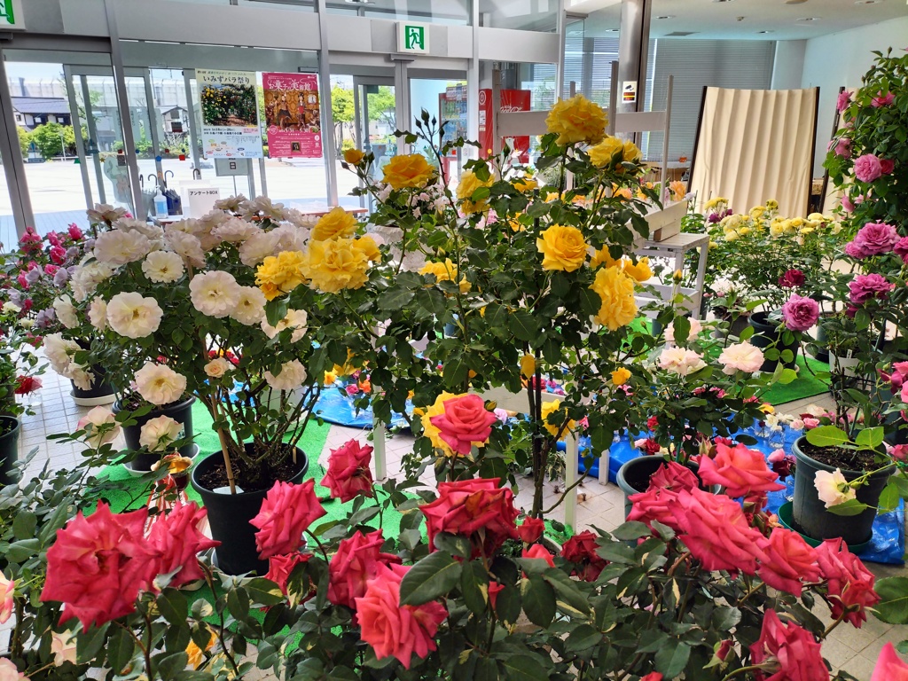 薔薇の展示会