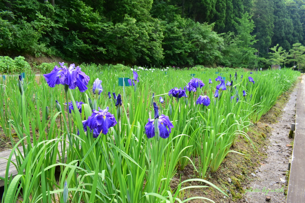 咲き始めの時期に