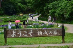 花しょうぶ祭り