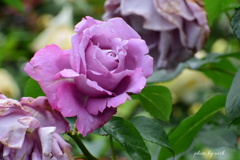 雨上がりの薔薇園