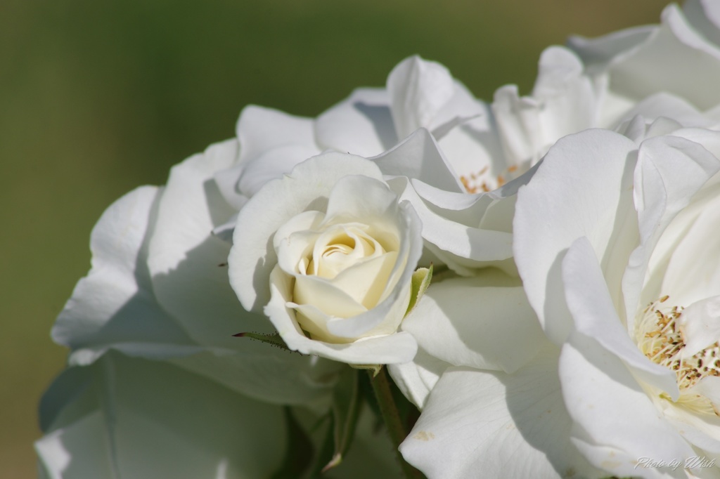 white