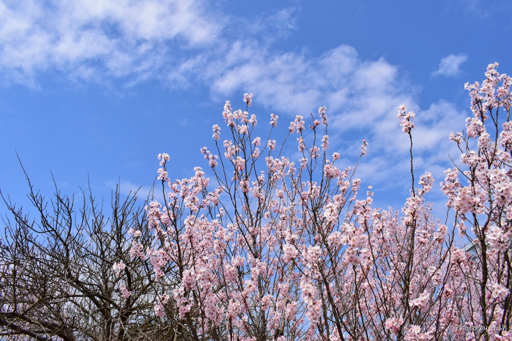 啓翁桜