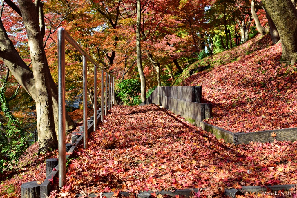 落葉の散策路