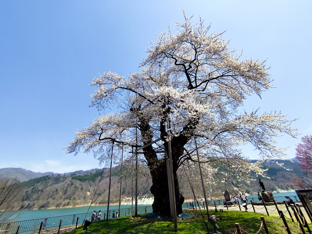 荘川桜