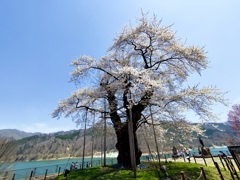 荘川桜