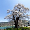 荘川桜