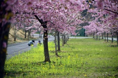 親子と桜並木