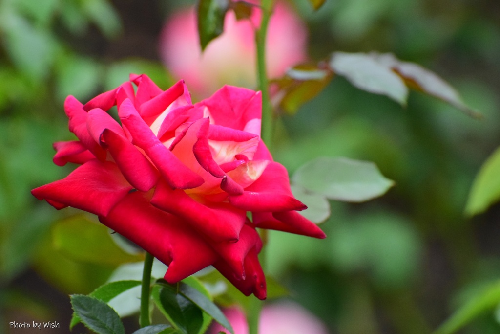 秋薔薇