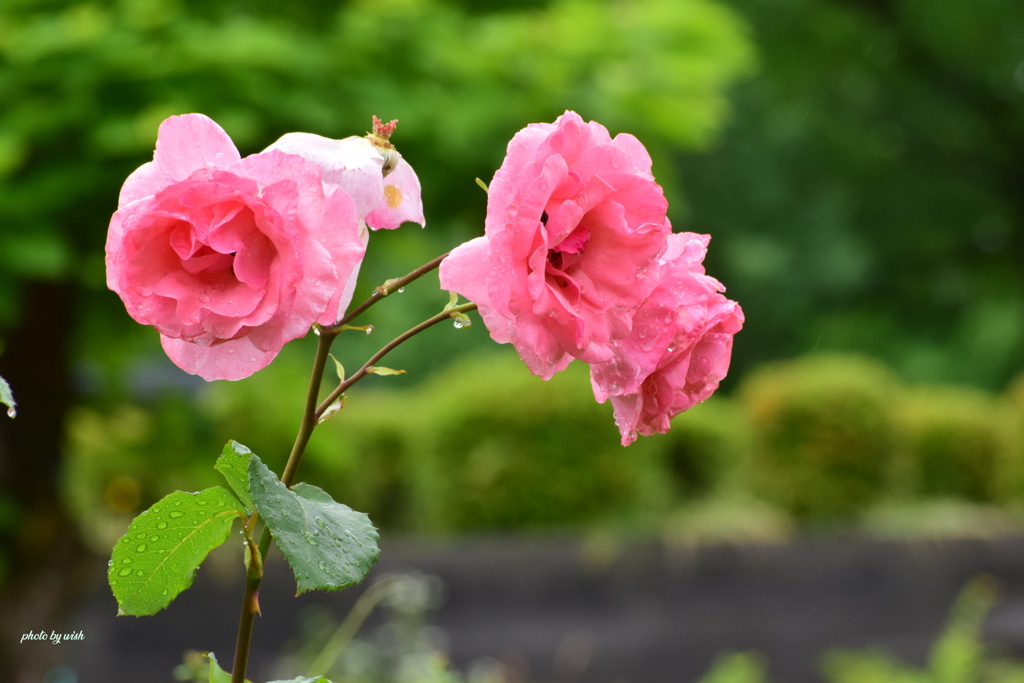 雨の薔薇