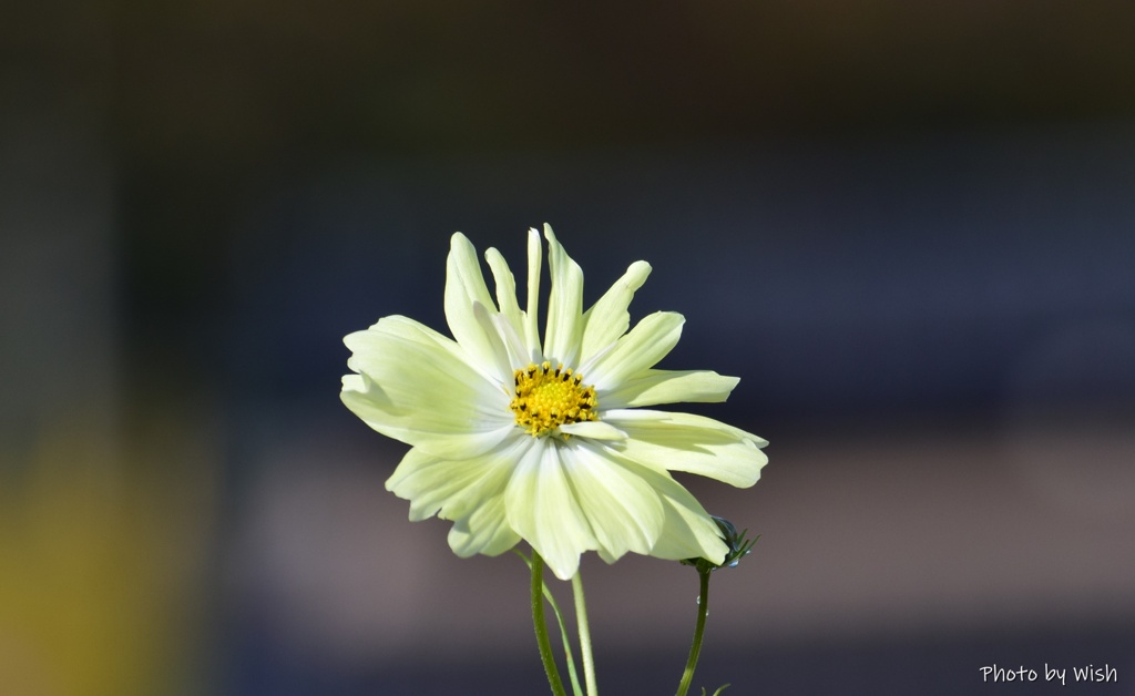 Ｙｅｌｌｏｗ　Ｃｏｓｍｏｓ