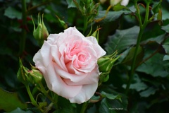 ５月の薔薇