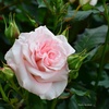 ５月の薔薇