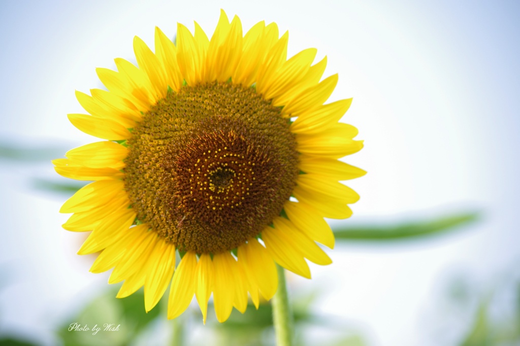 sun　flower