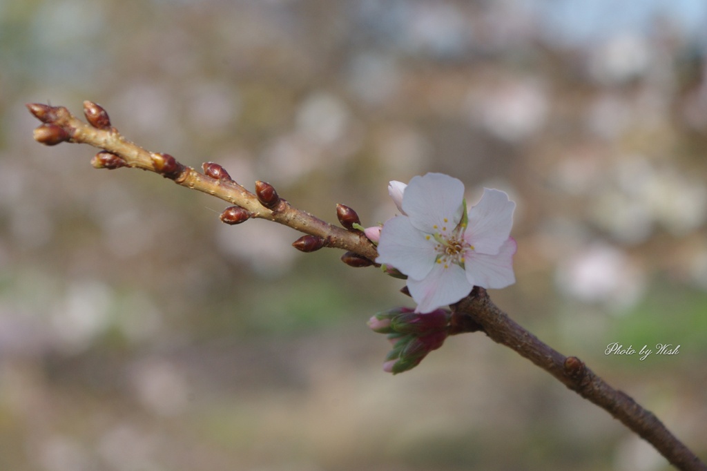 十月桜