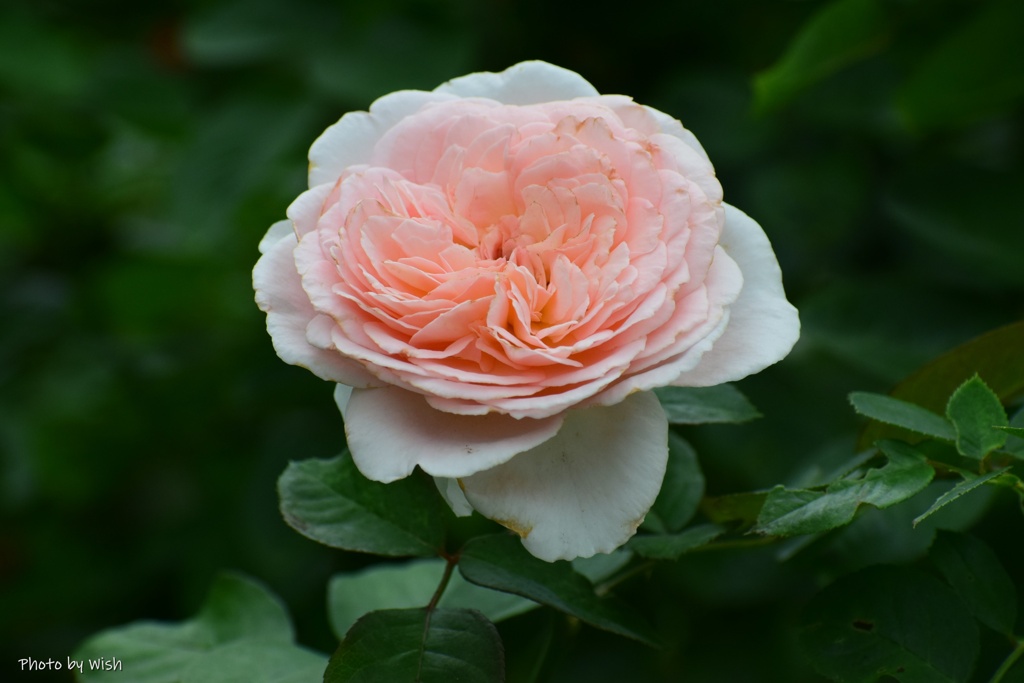 ９月の薔薇