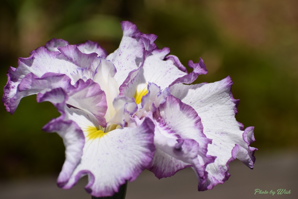 ハナショウブの花姿