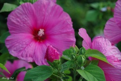 大輪の花