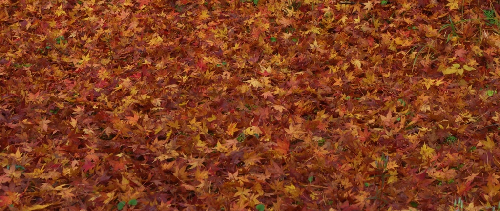 落ち葉の絨毯