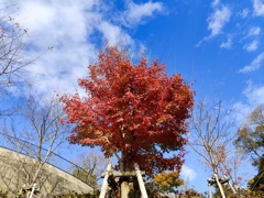 晴れた空に映える紅葉