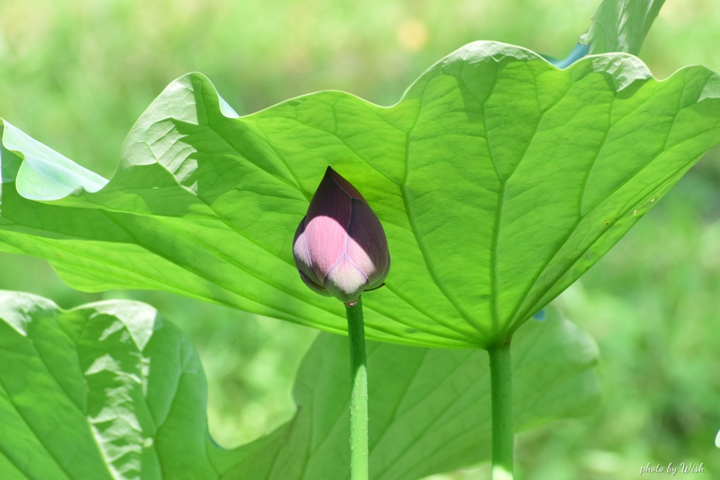 蕾の日傘