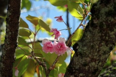 八重桜