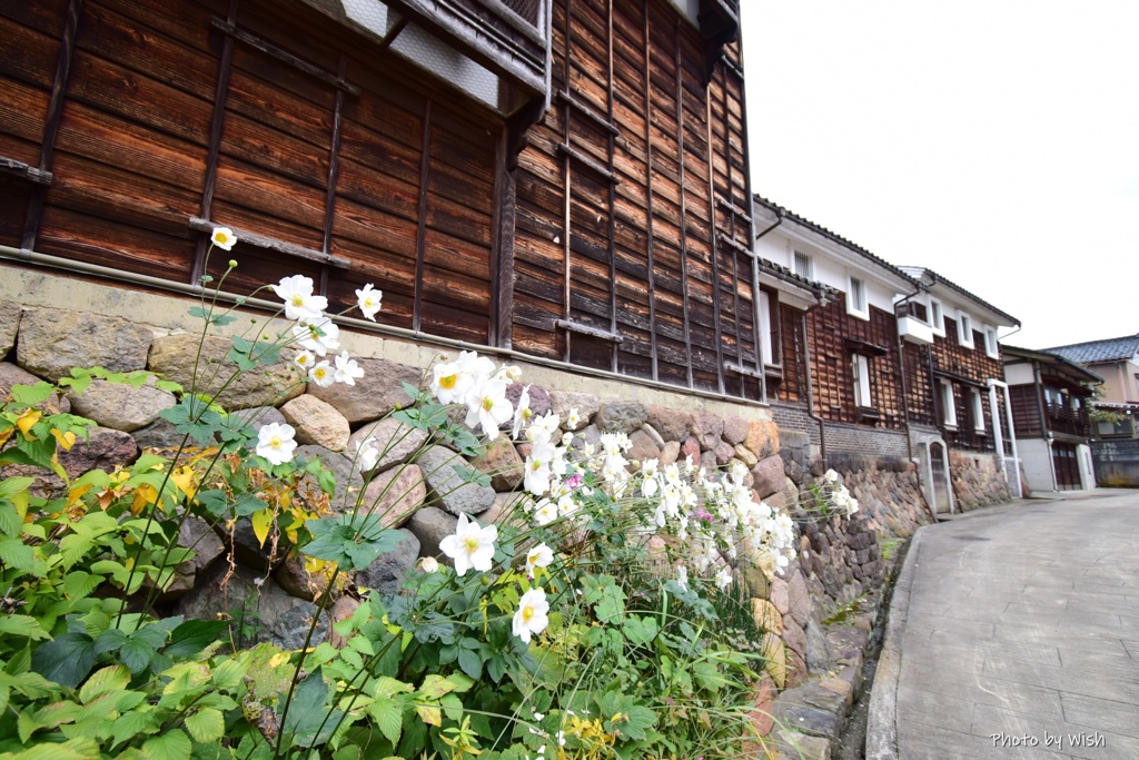 城端の秋明菊