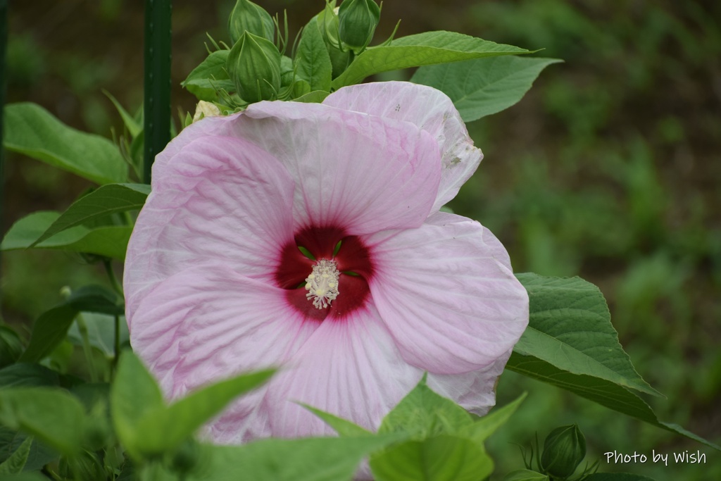 ピンク色の芙蓉