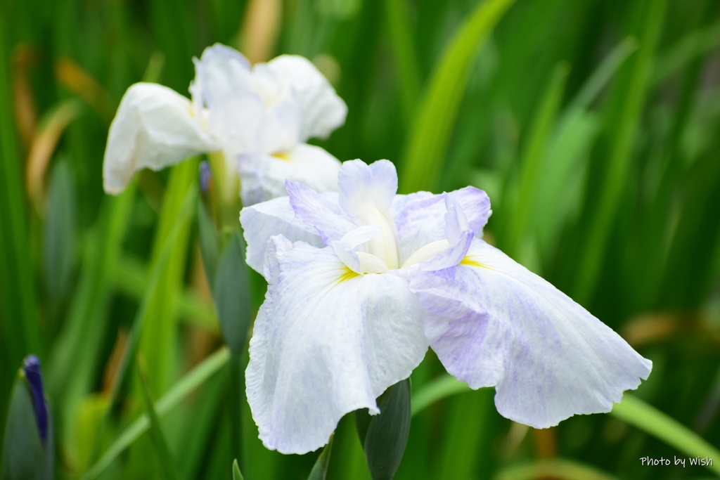 曇り空の菖蒲園