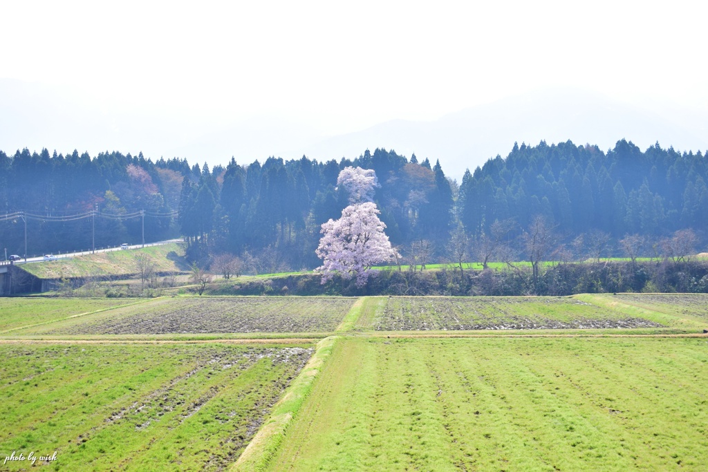 満開の江戸彼岸桜