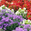 草花３色