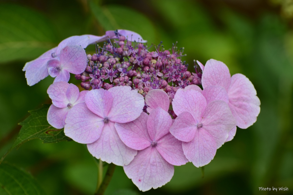 額紫陽花