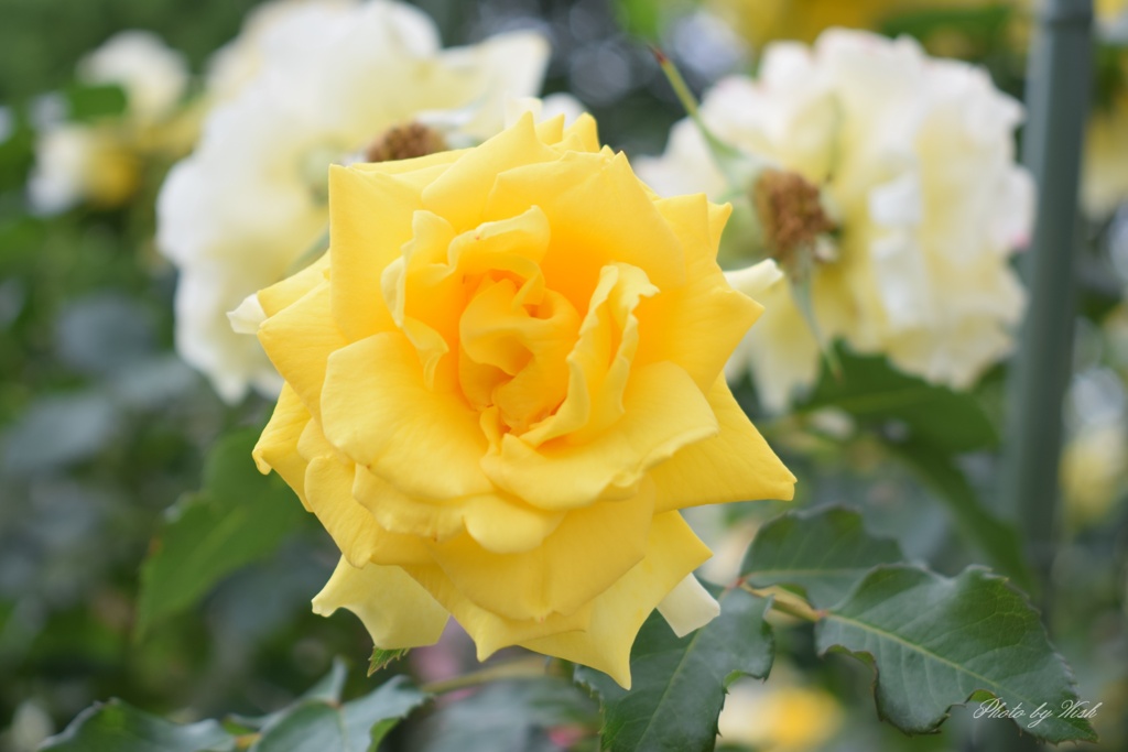 6月の薔薇