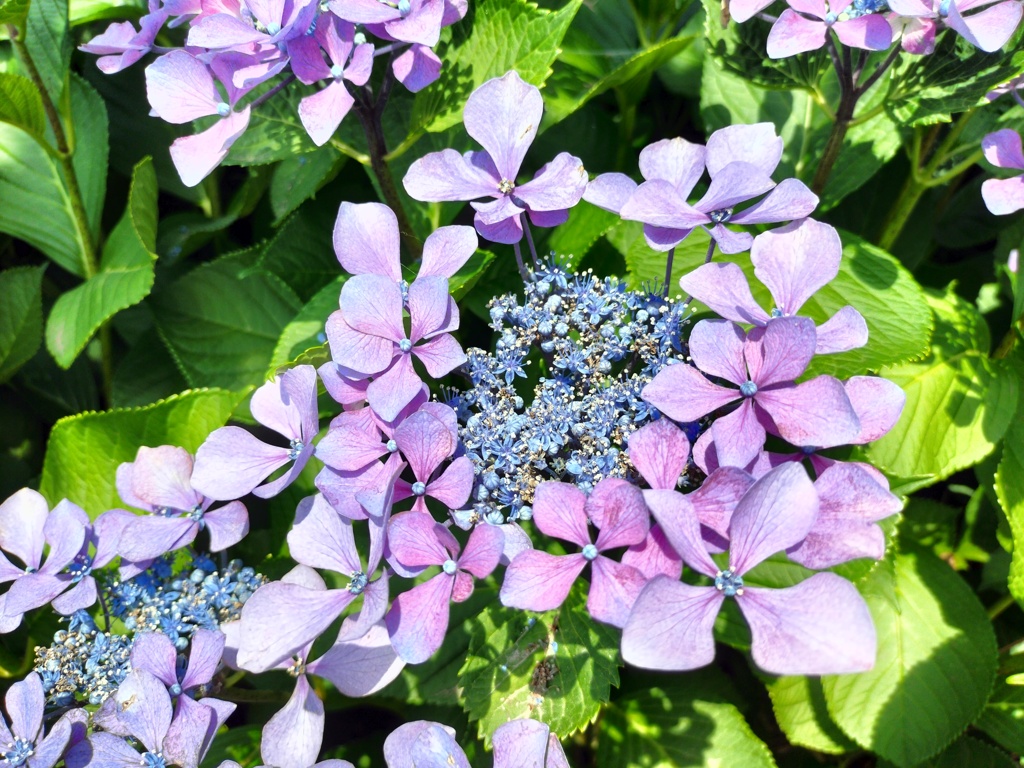 額紫陽花